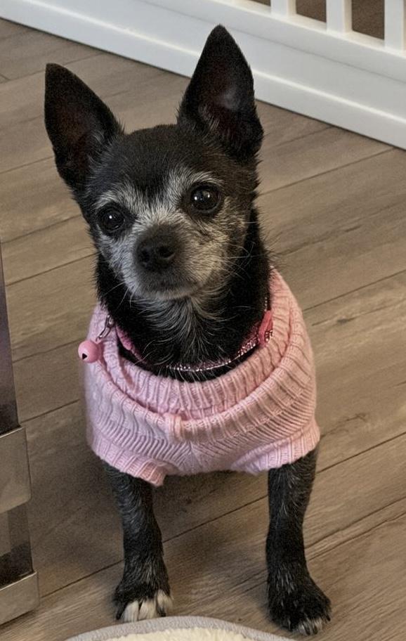 Enlarge Pepper, a Adoptable Chihuahua in Tarzana, CA image 3/5