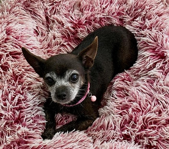 Enlarge Pepper, a Adoptable Chihuahua in Tarzana, CA image 2/5