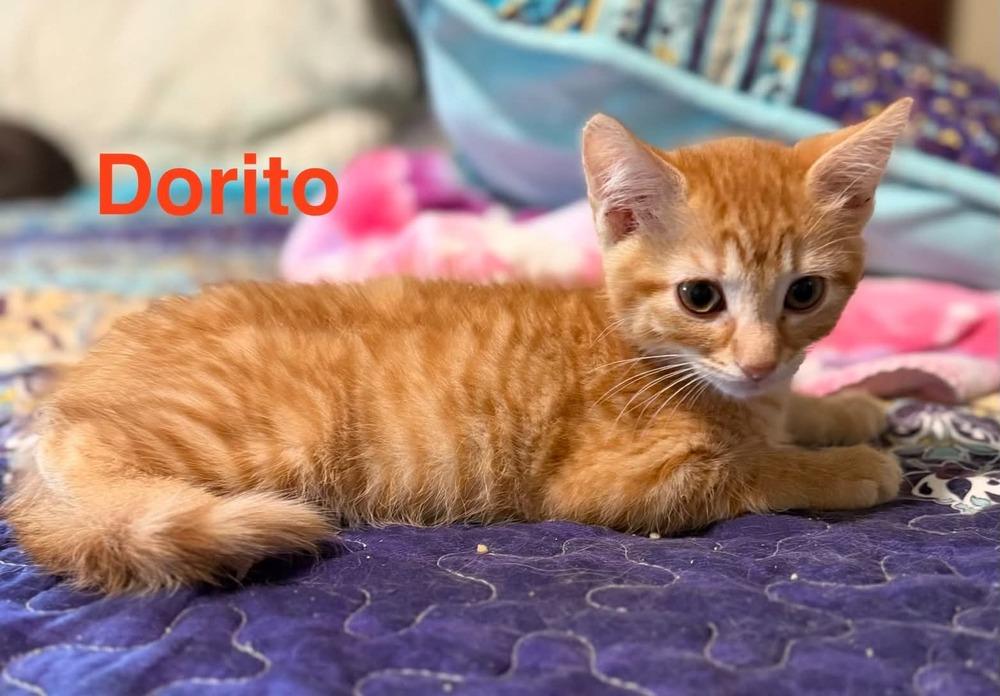 Dorito, Adoptable, Kitten Male Tabby.