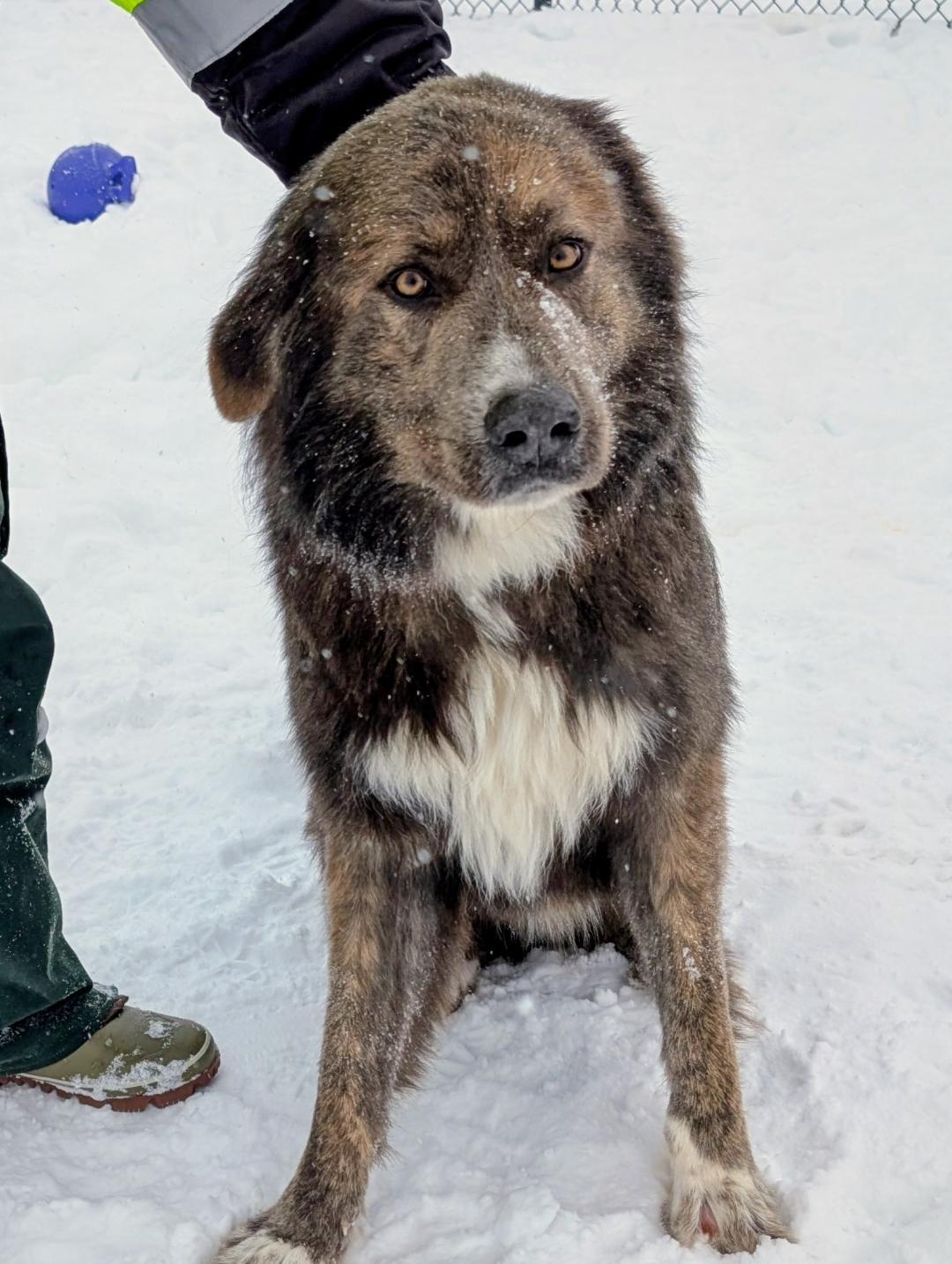 Enlarge Marlin, an adopted mixed breed in Shelby, MI image 1/1