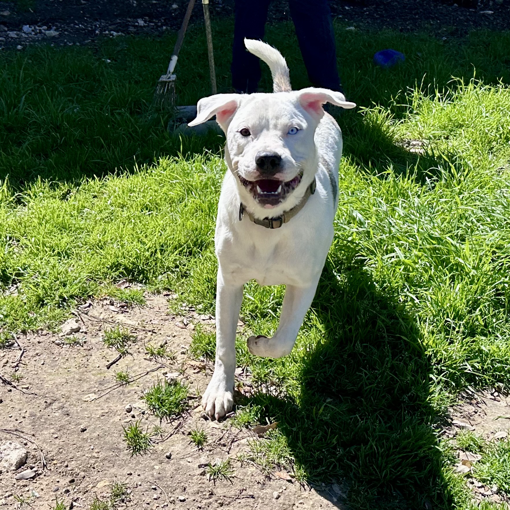 Pickles, a Adoptable mixed breed in Georgetown, TX image 2/5