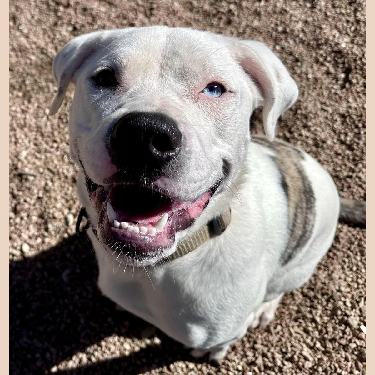 Pickles, a Adoptable mixed breed in Georgetown, TX image 3/5