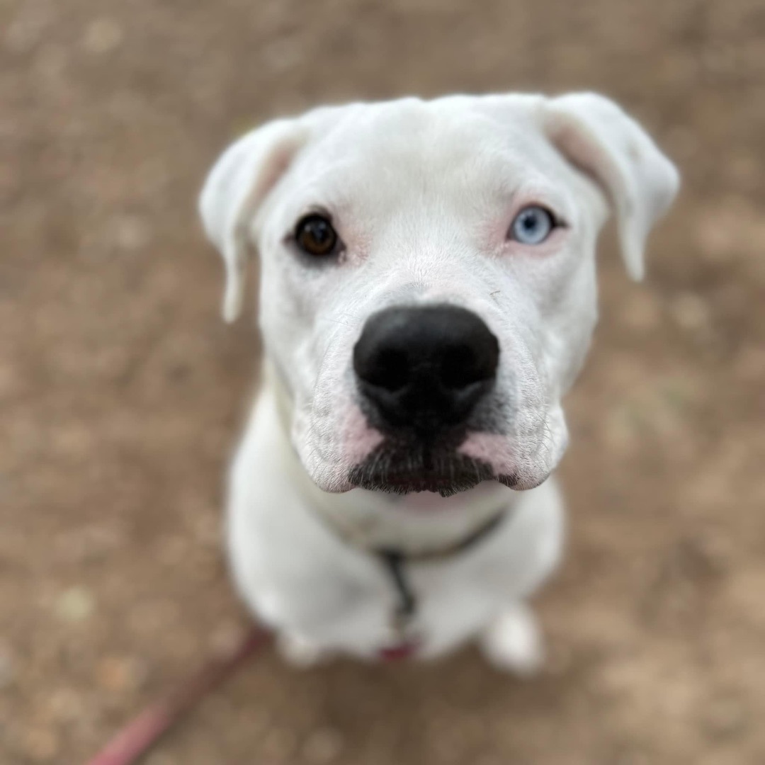 Pickles, a Adoptable mixed breed in Georgetown, TX image 4/5