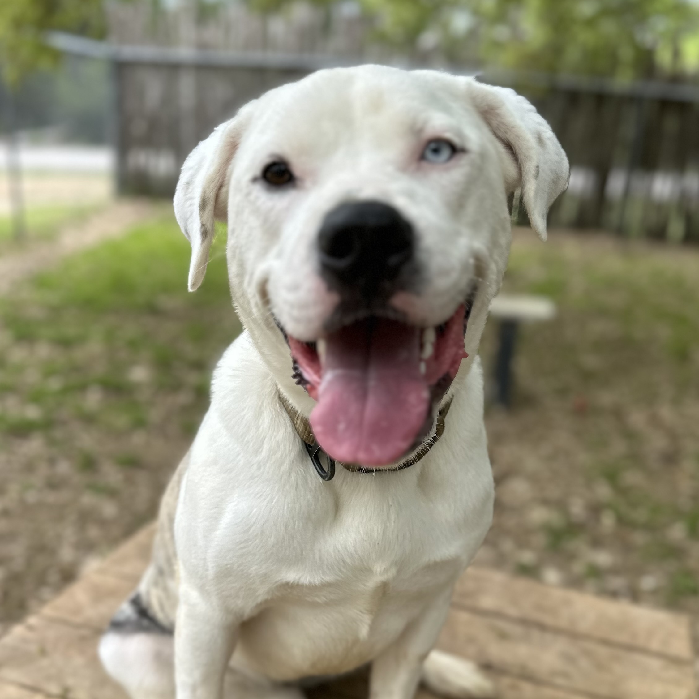 Pickles, a Adoptable mixed breed in Georgetown, TX image 1/5