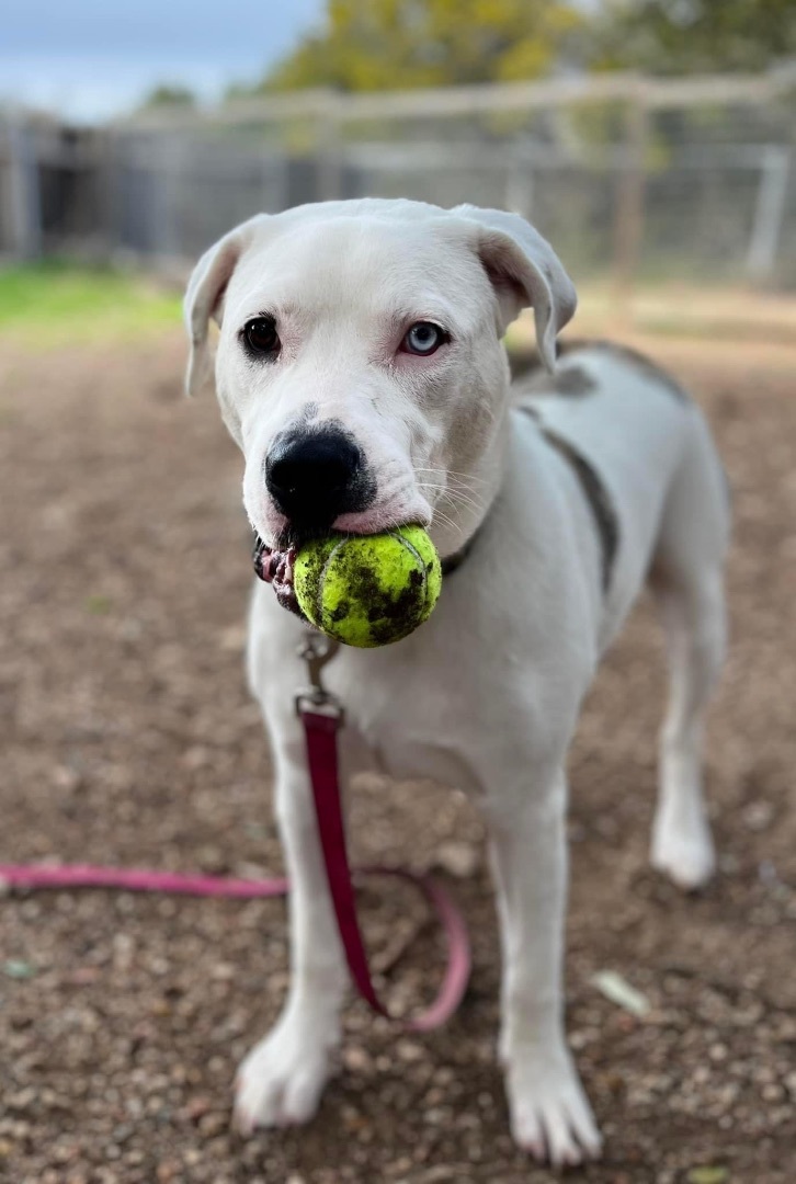Pickles, a Adoptable mixed breed in Georgetown, TX image 5/5