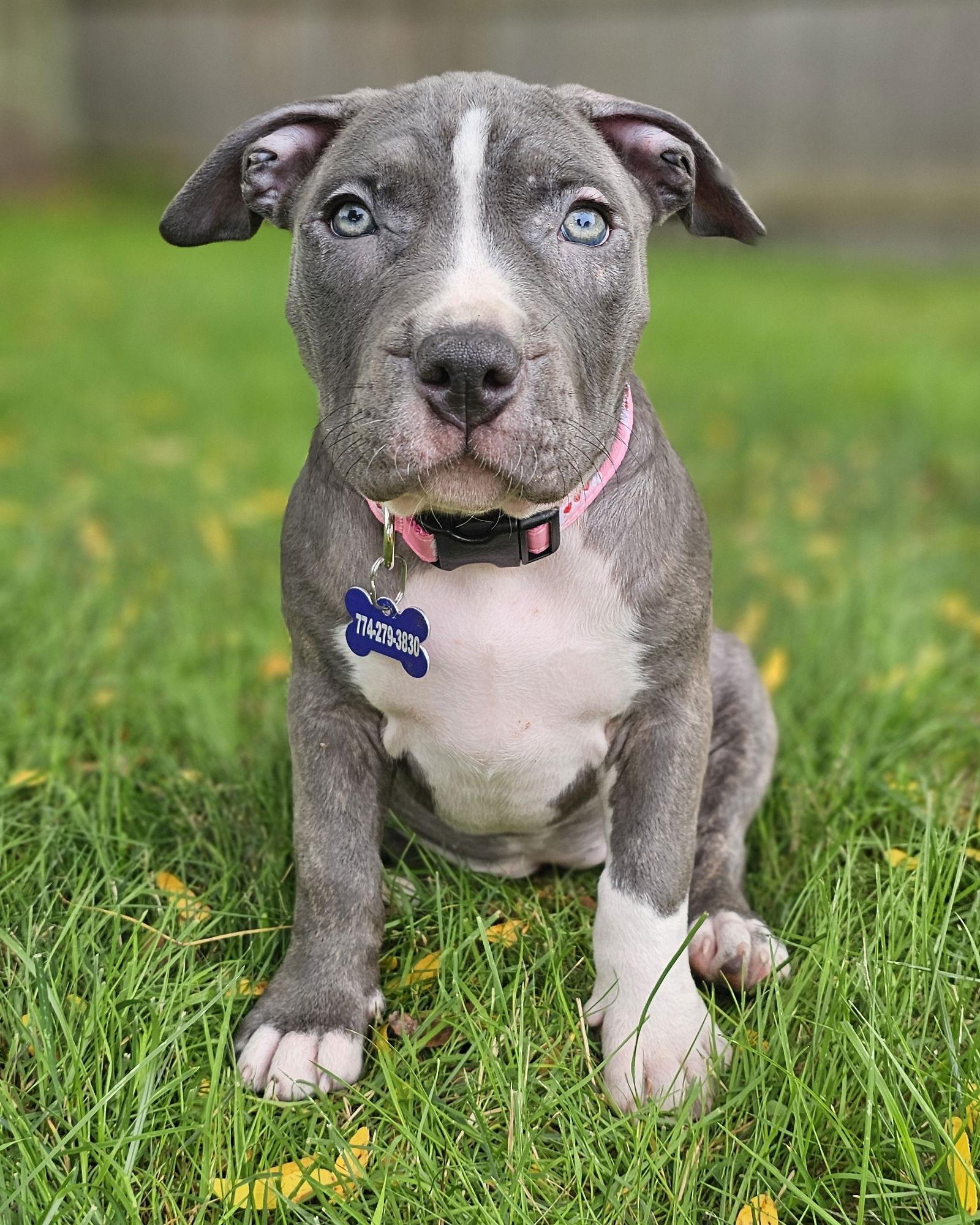 Enlarge Cortland, a Adopted Pit Bull Terrier in Framingham, MA image 2/3