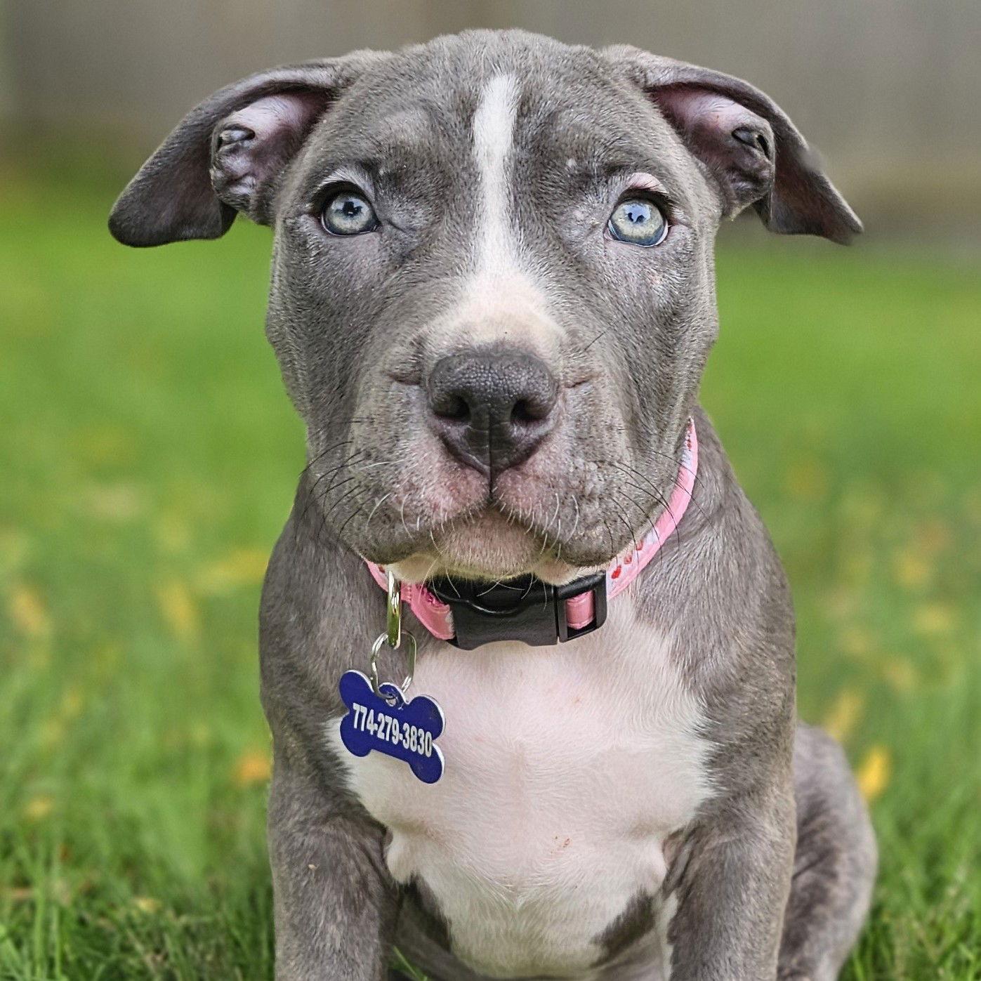 Enlarge Cortland, a Adopted Pit Bull Terrier in Framingham, MA image 3/3