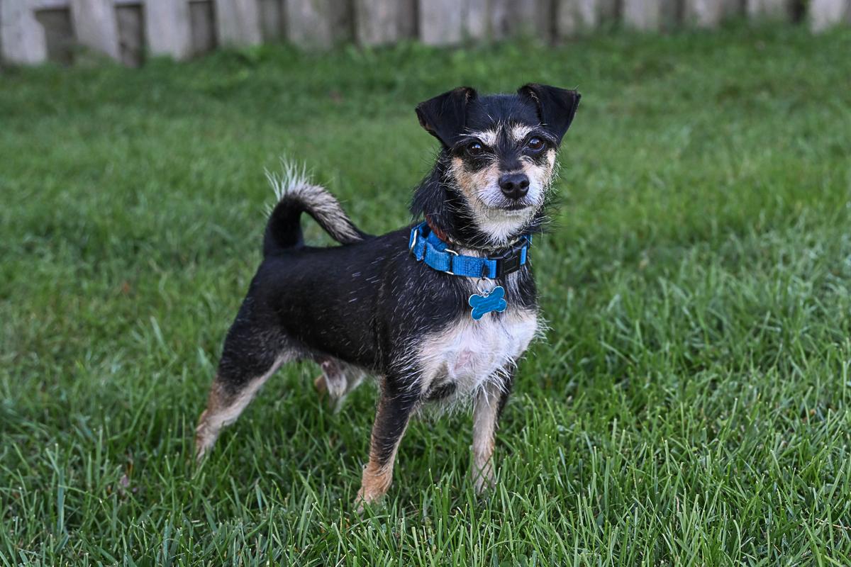 Enlarge Weenie, a Adoptable mixed breed in Arlington Heights, IL image 1/5