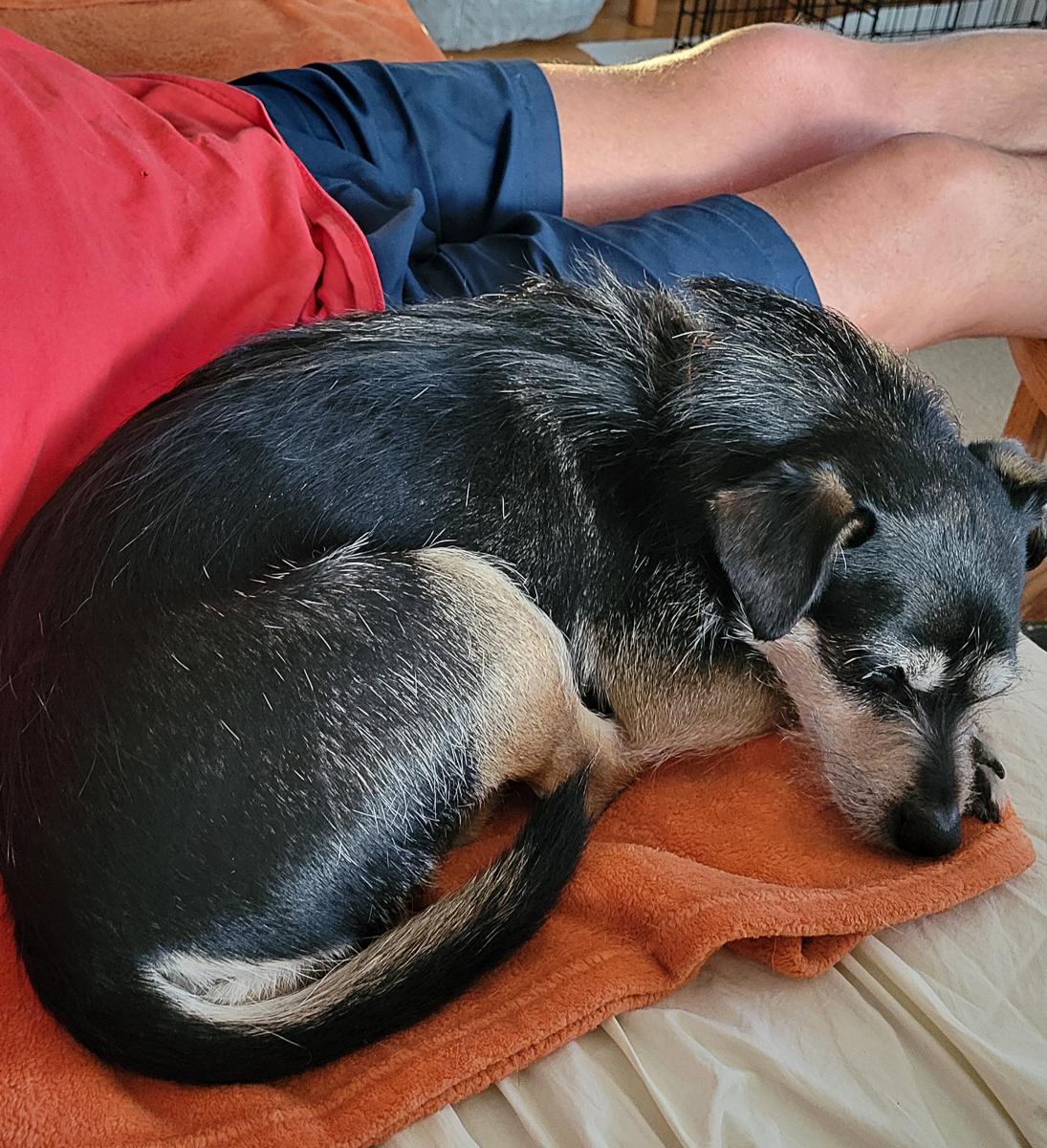 Enlarge Weenie, a Adoptable mixed breed in Arlington Heights, IL image 4/5