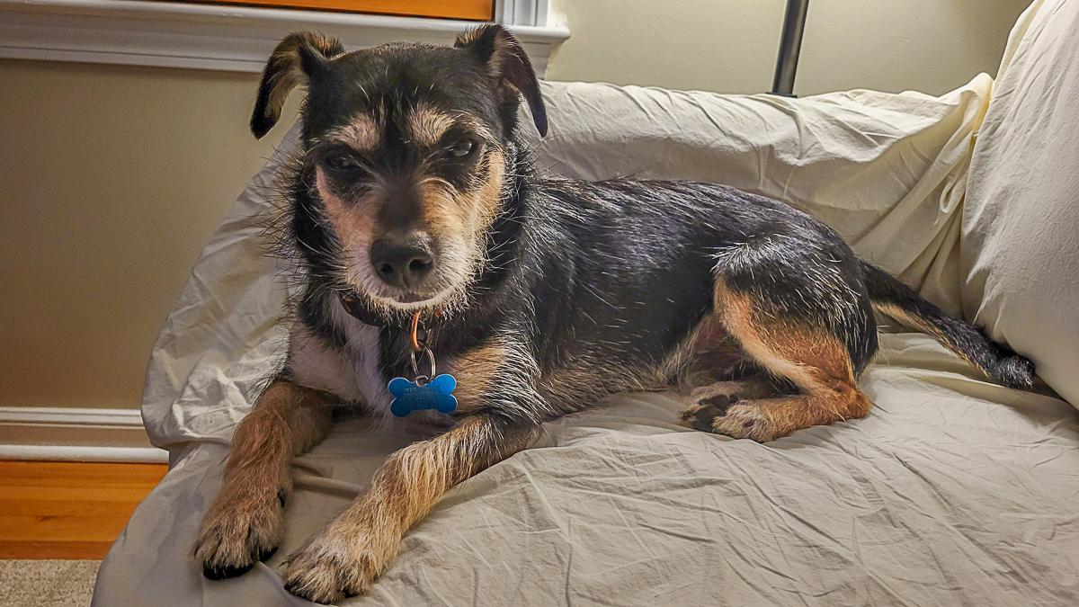 Enlarge Weenie, a Adoptable mixed breed in Arlington Heights, IL image 5/5