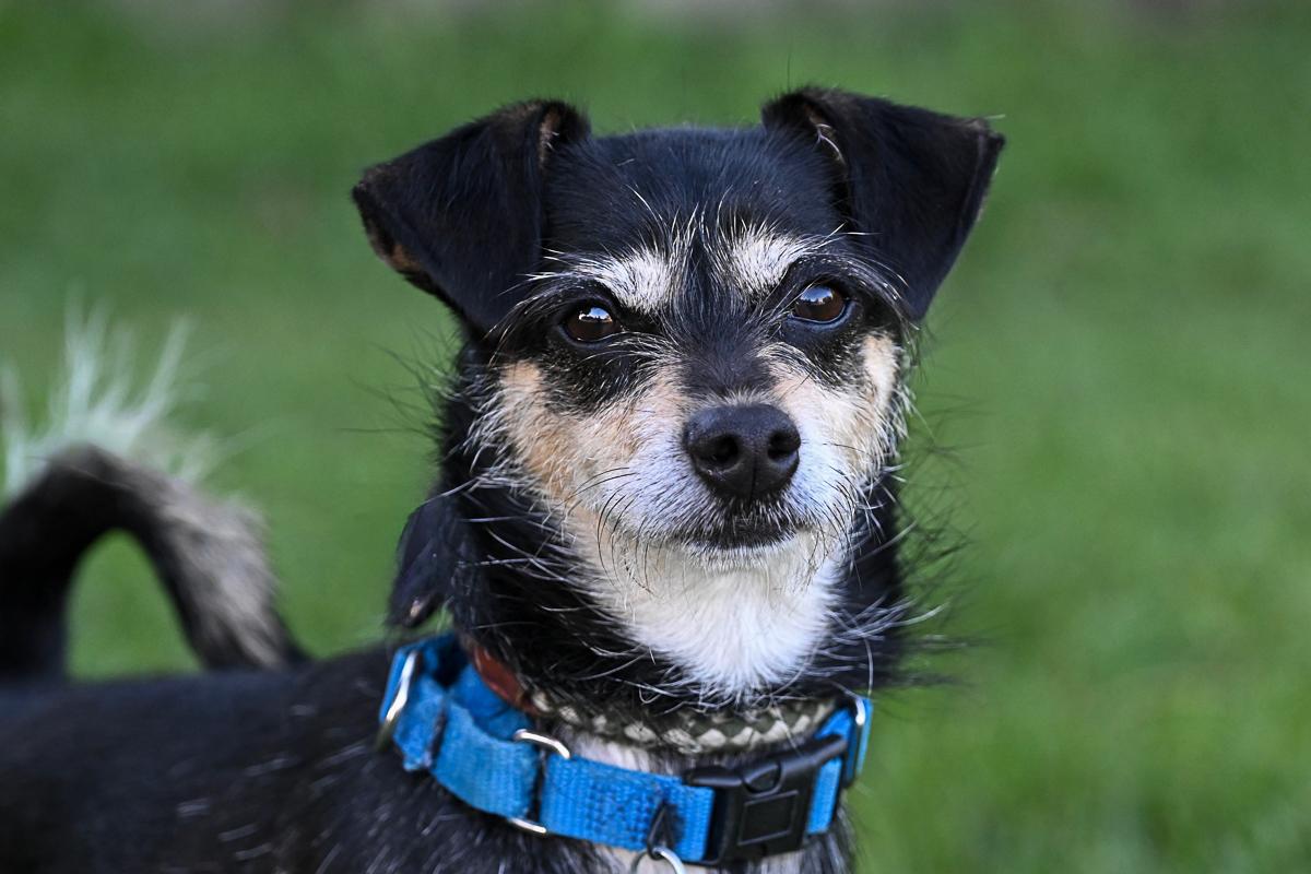 Enlarge Weenie, a Adoptable mixed breed in Arlington Heights, IL image 2/5