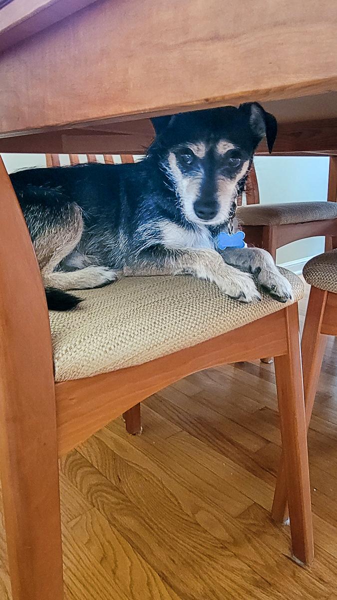 Enlarge Weenie, a Adoptable mixed breed in Arlington Heights, IL image 3/5