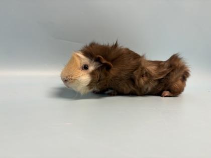Butterscotch, Adoptable, Adult Male Guinea Pig.