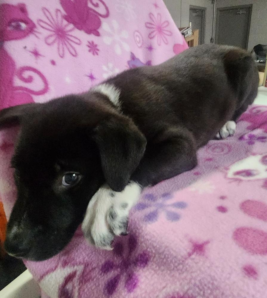 FRANKIE, a Adoptable mixed breed in Lexington, TN image 1/2