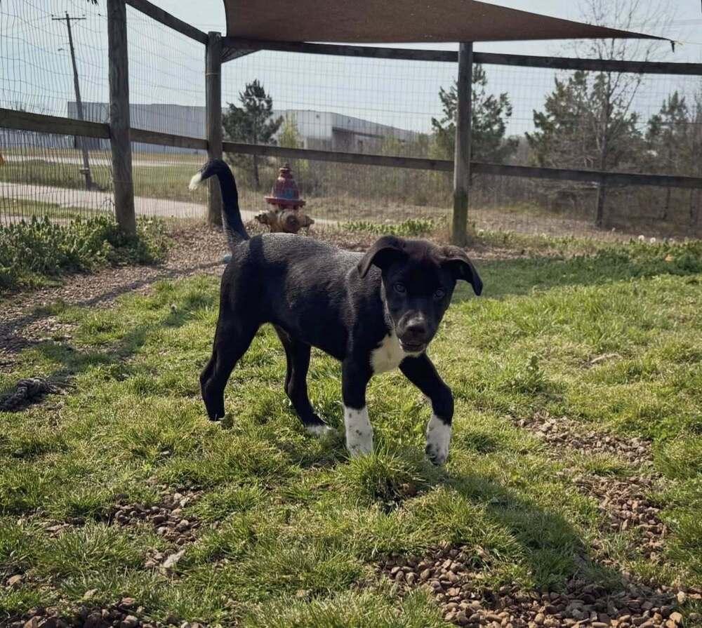 Enlarge FRANKIE, a Adoptable mixed breed in Lexington, TN image 2/6