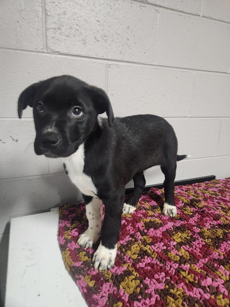 FRANKIE, a Adoptable mixed breed in Lexington, TN image 2/2