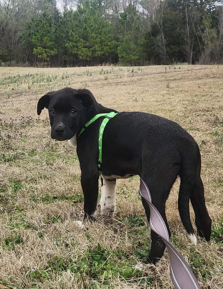 Enlarge FRANKIE, a Adoptable mixed breed in Lexington, TN image 4/6