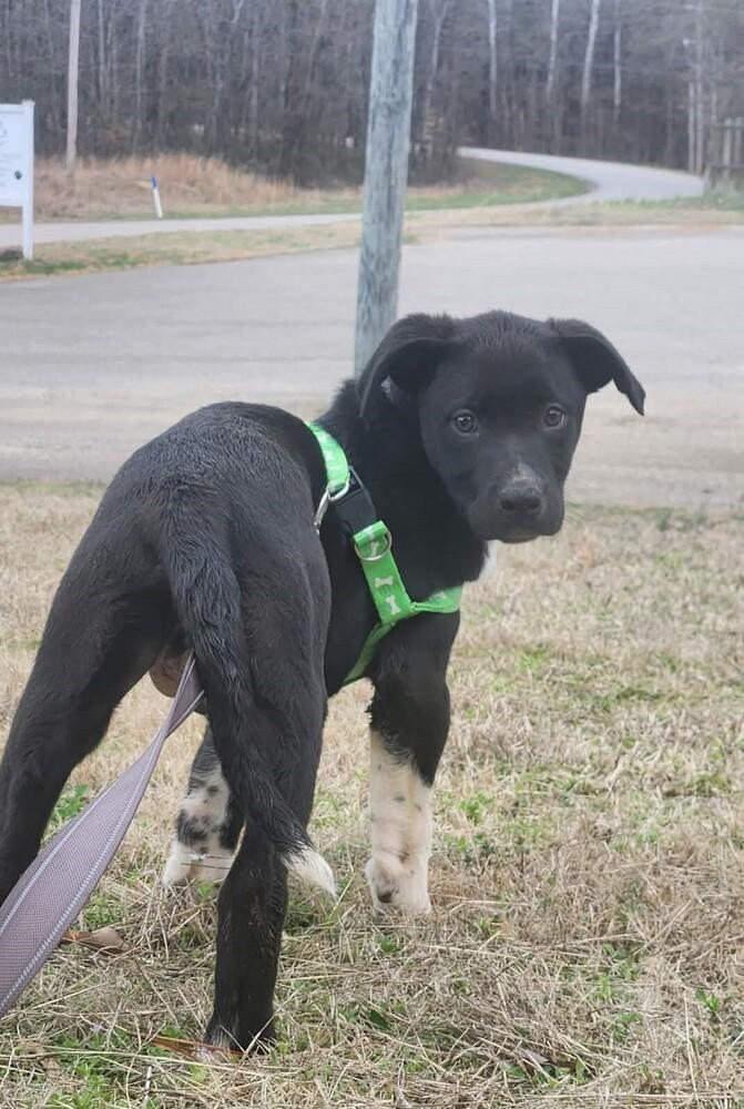 Enlarge FRANKIE, a Adoptable mixed breed in Lexington, TN image 6/6