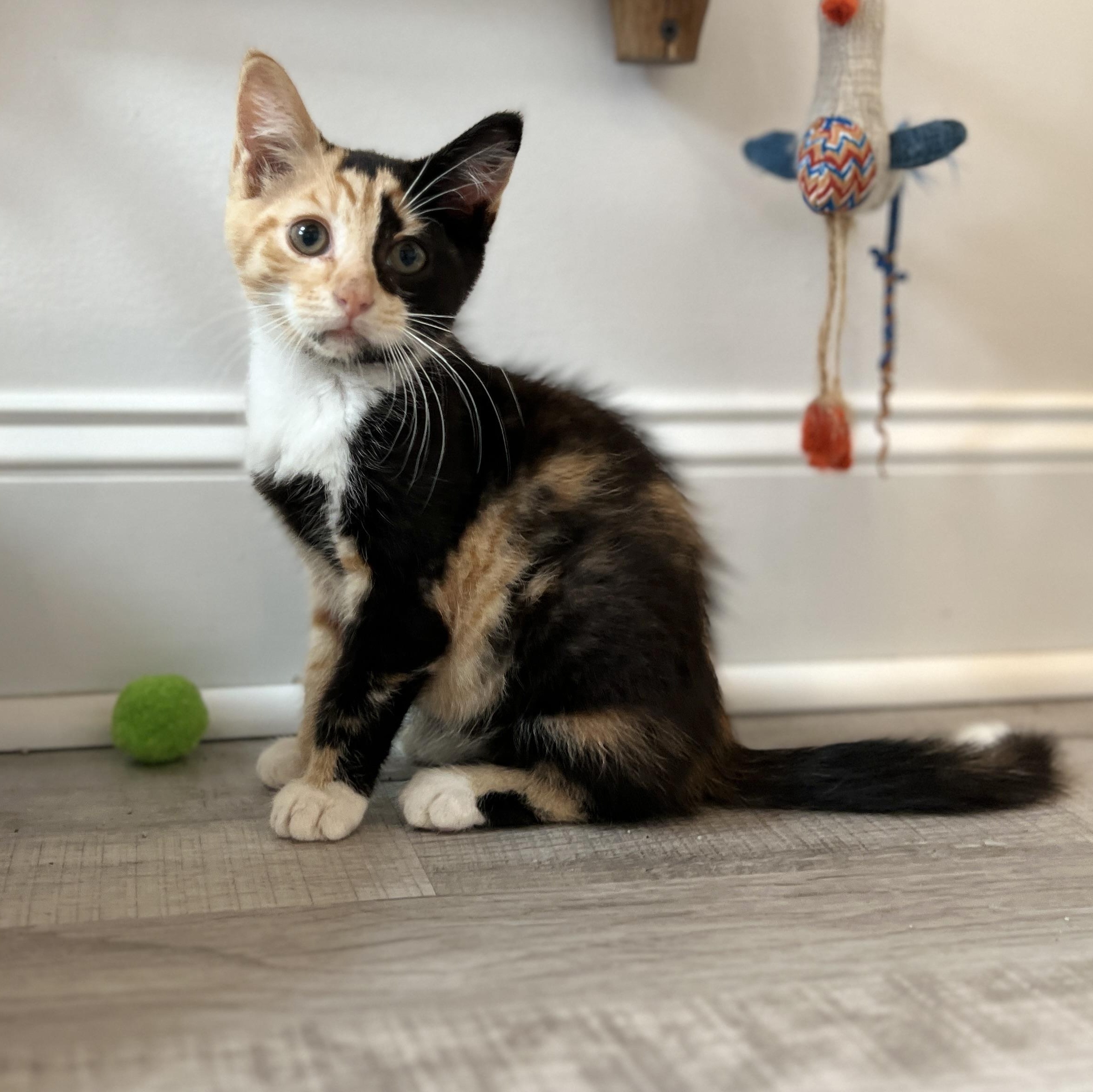reba, adopted, Kitten Female Domestic Medium Hair.