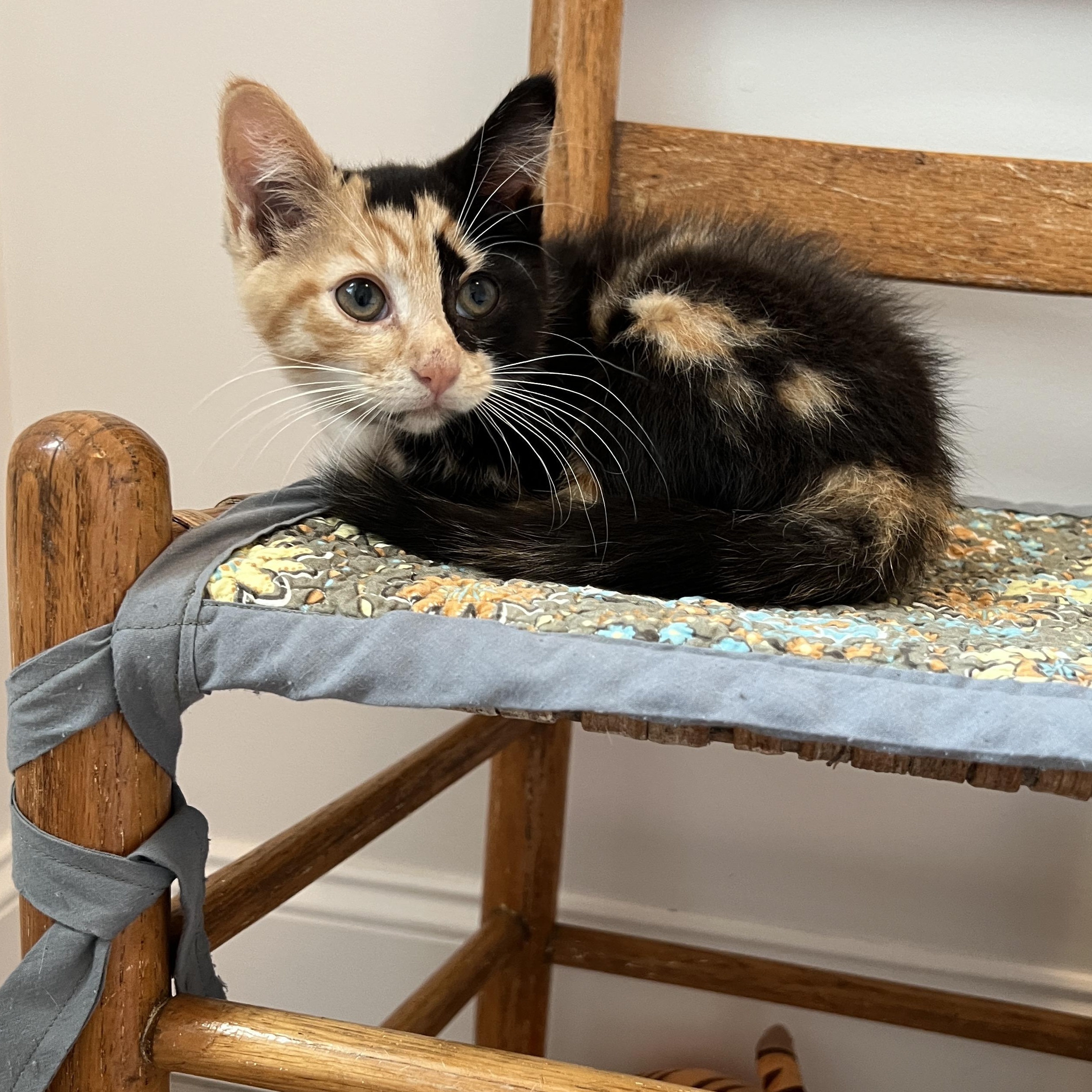 reba, an adopted Domestic Medium Hair in New Bern, NC image 4/5