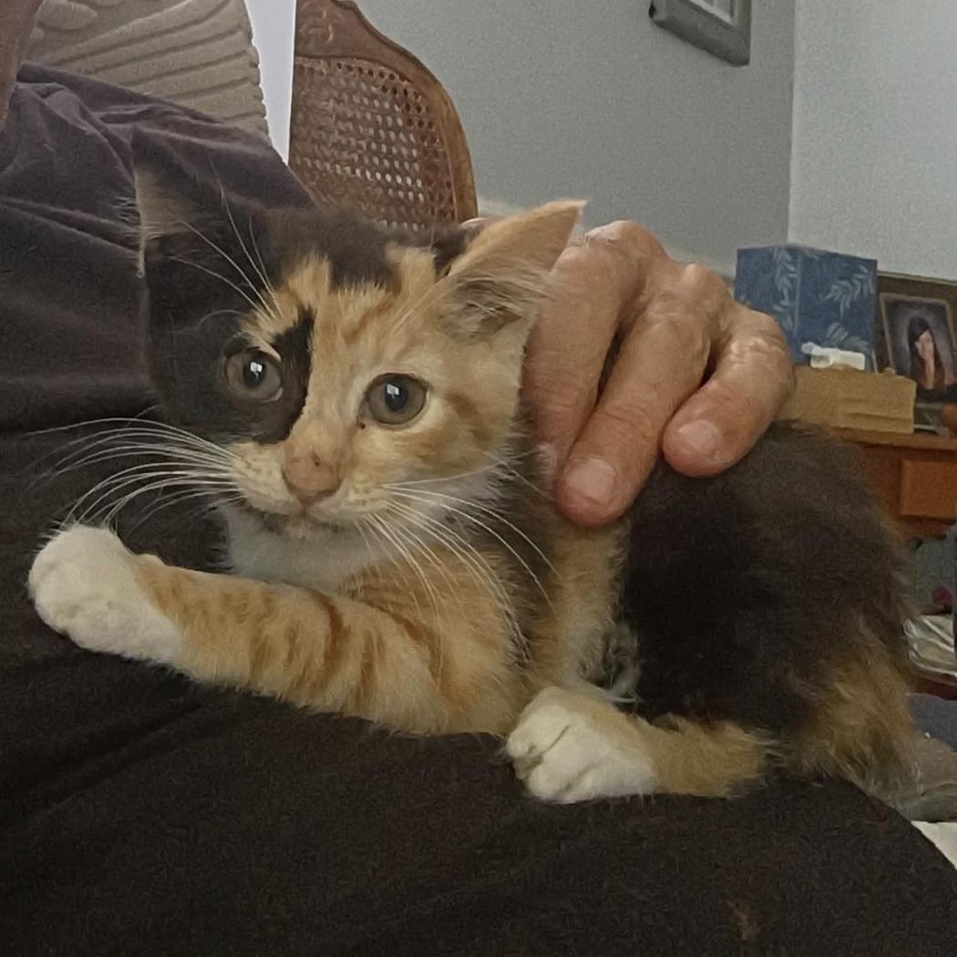 reba, an adopted Domestic Medium Hair in New Bern, NC image 2/5