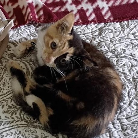 reba, an adopted Domestic Medium Hair in New Bern, NC image 3/5