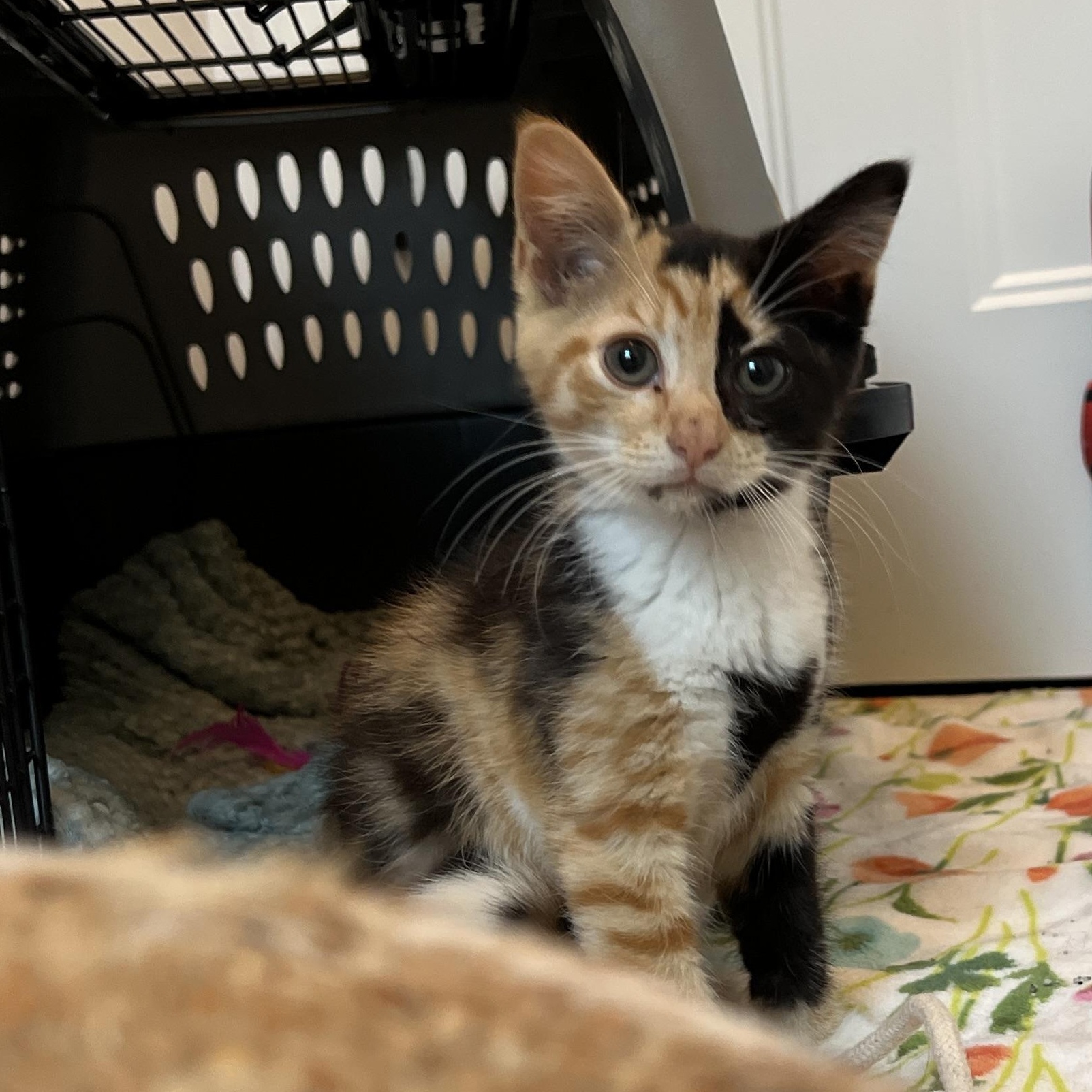 reba, an adopted Domestic Medium Hair in New Bern, NC image 5/5