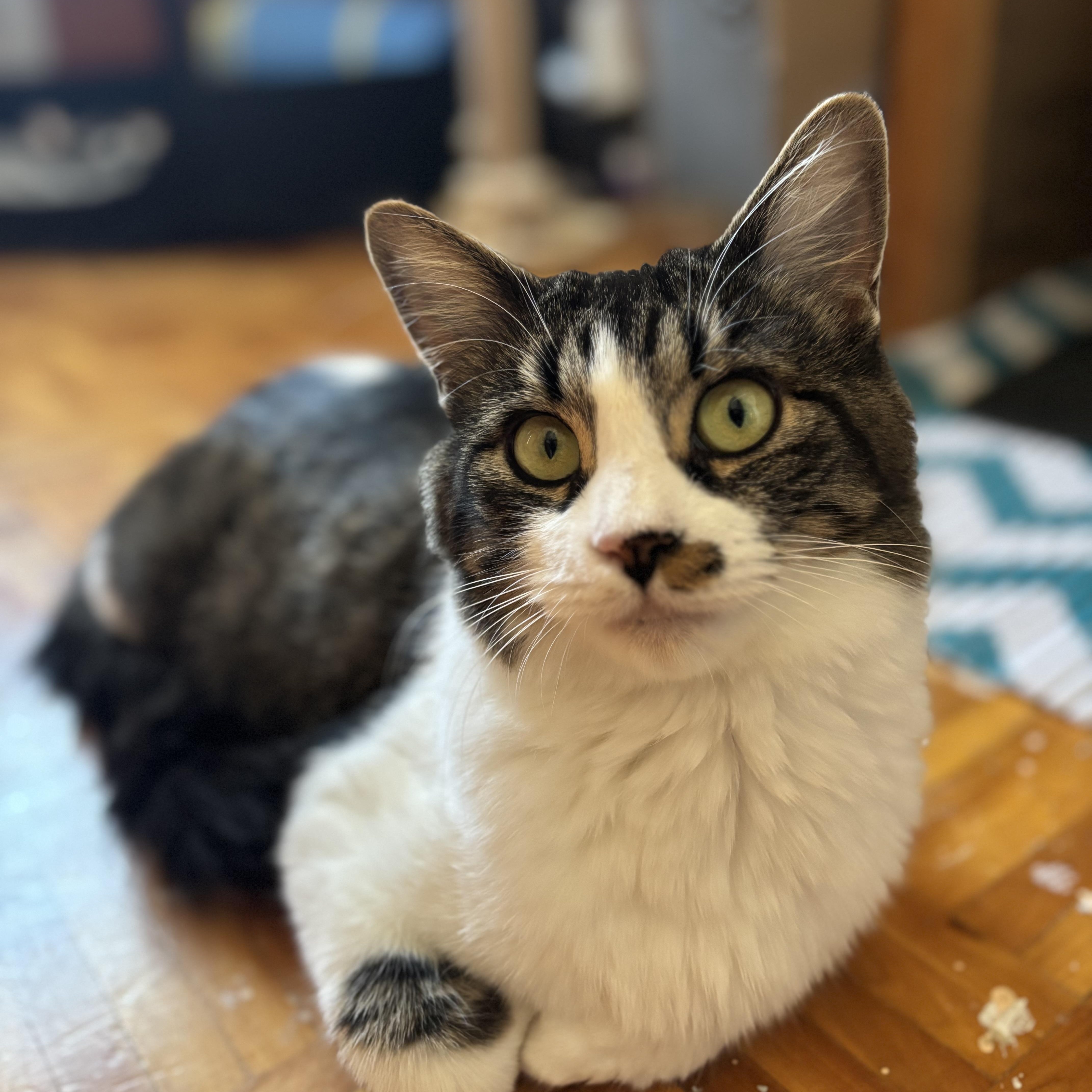 Enlarge Usagi, a ADOPTABLE Domestic Short Hair in Montreal, QC image 6/6