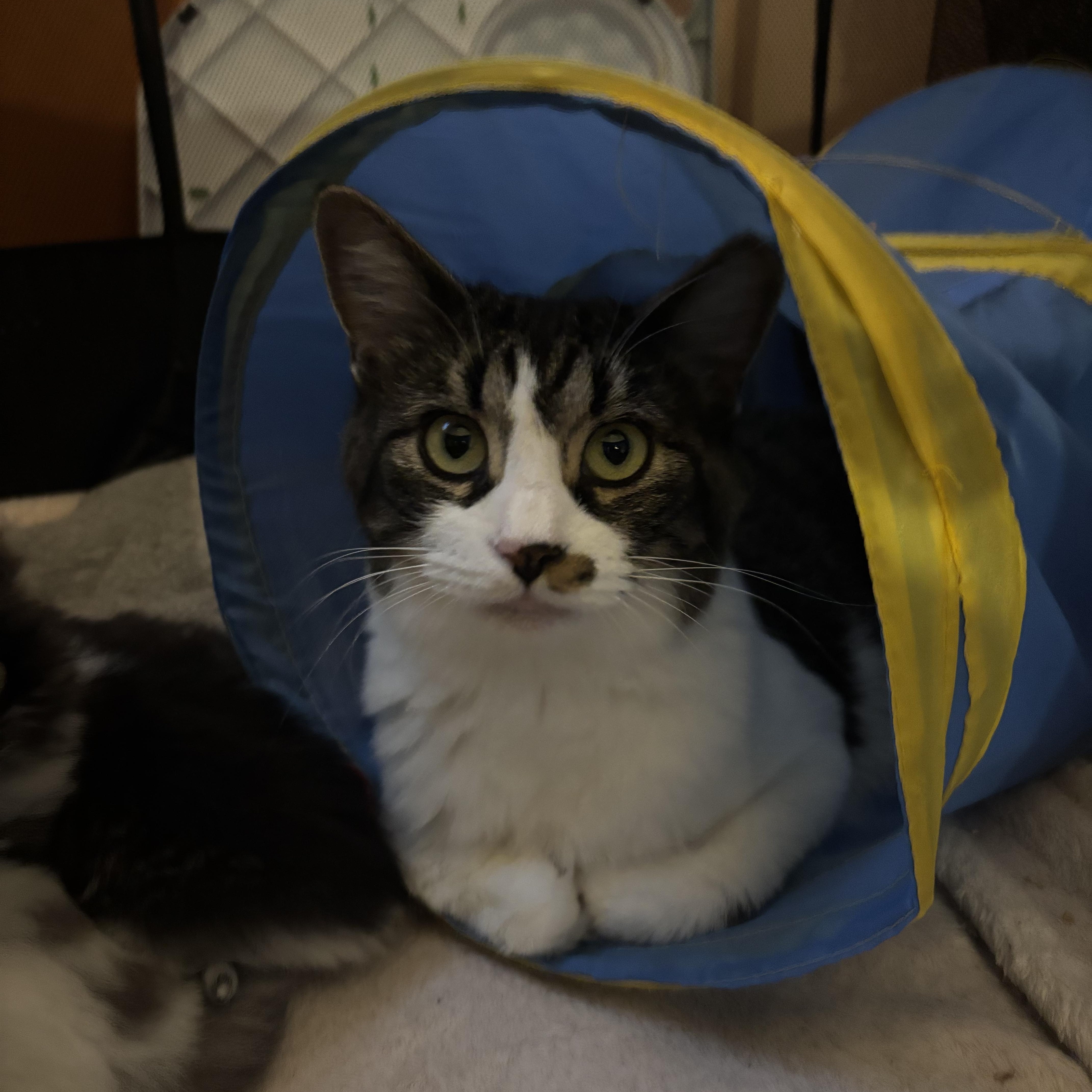 Enlarge Usagi, a ADOPTABLE Domestic Short Hair in Montreal, QC image 2/6