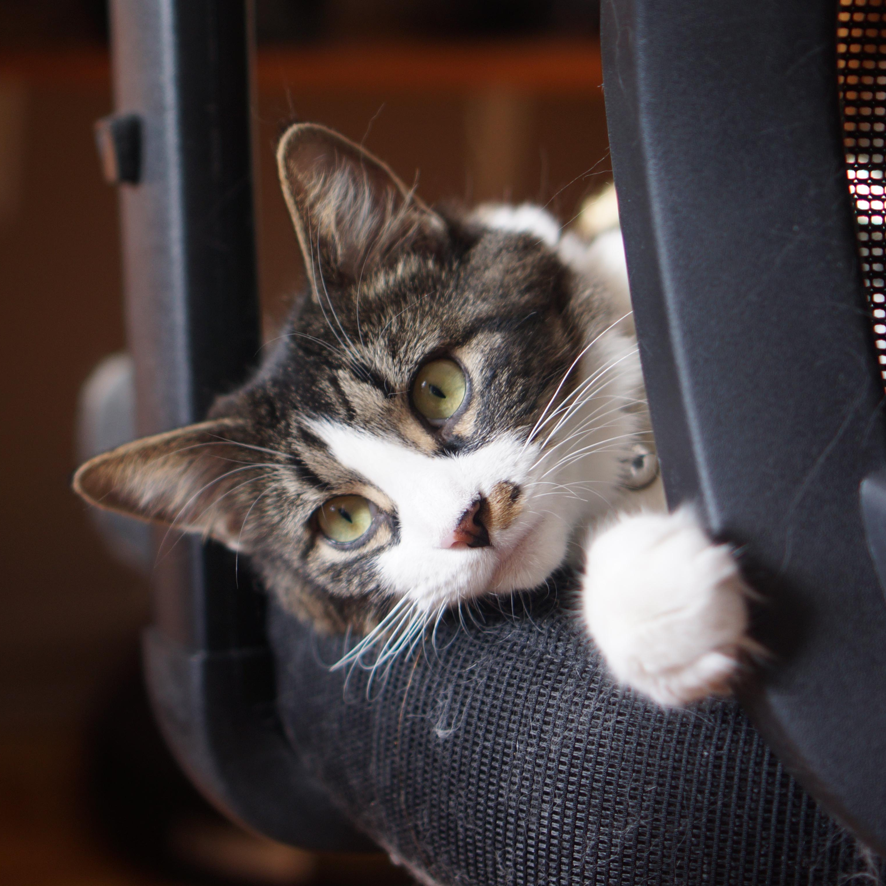 Usagi, ADOPTABLE, Adult Female Domestic Short Hair.