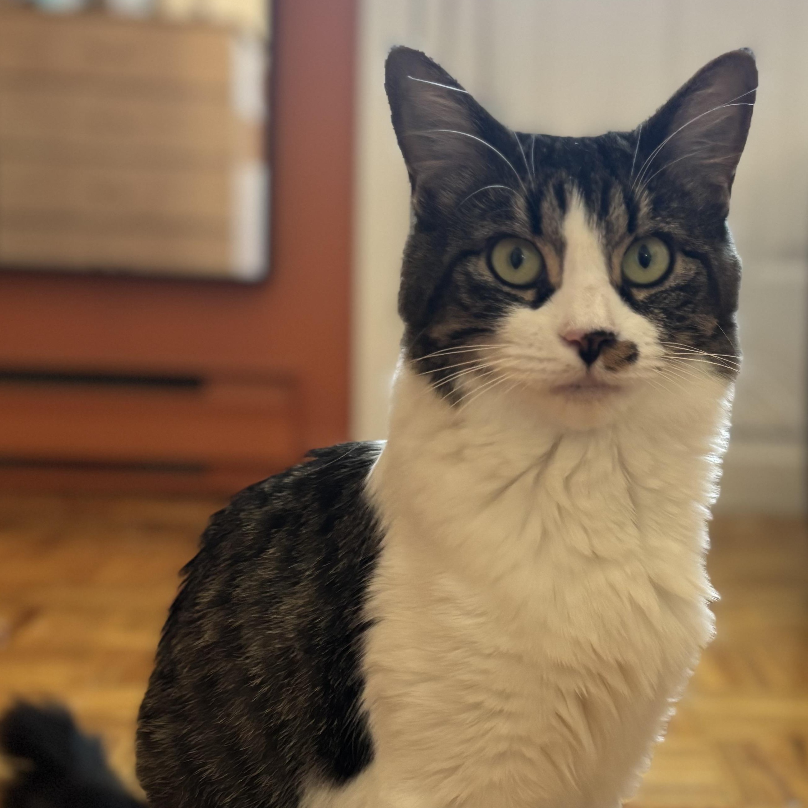 Enlarge Usagi, a ADOPTABLE Domestic Short Hair in Montreal, QC image 4/6