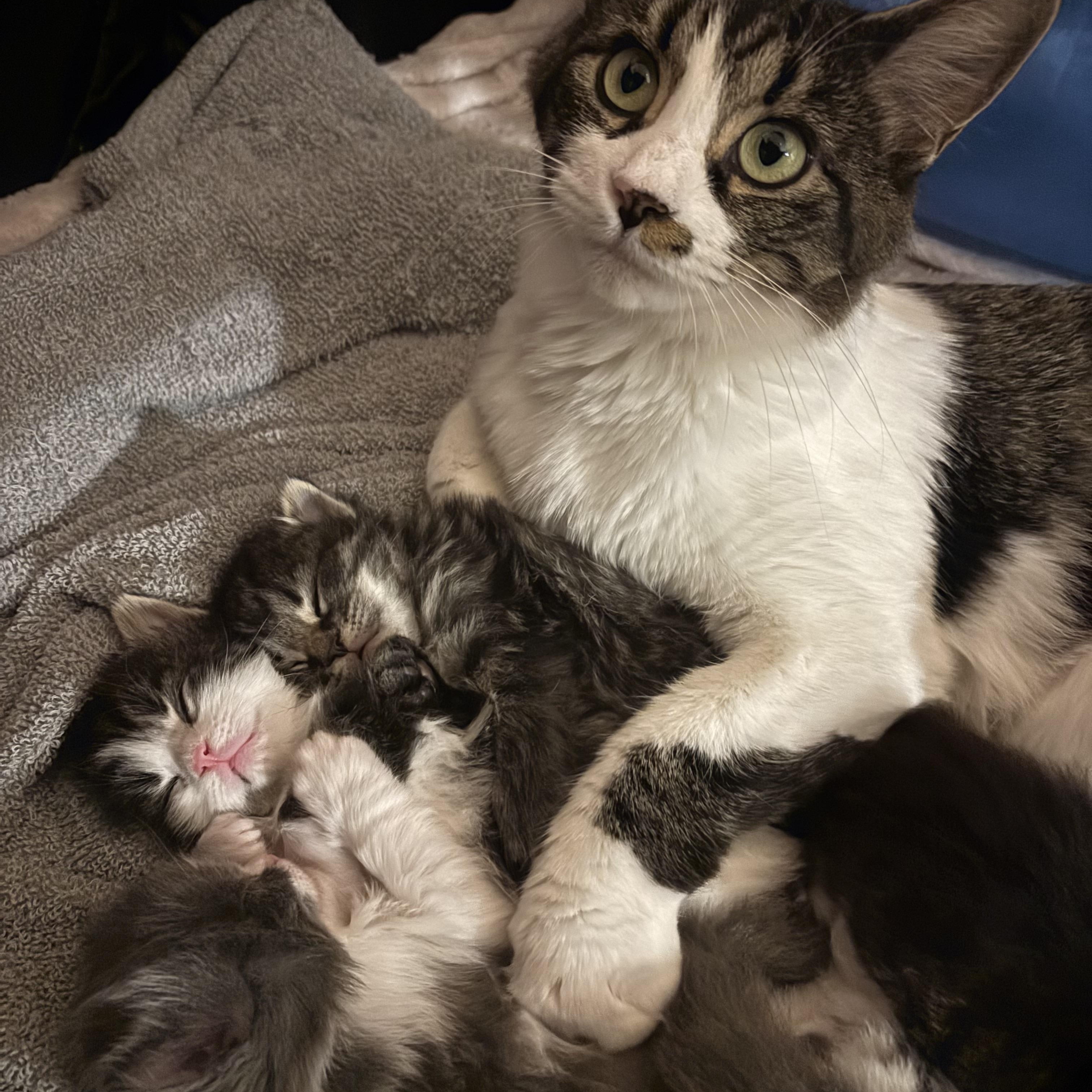 Enlarge Usagi, a ADOPTABLE Domestic Short Hair in Montreal, QC image 5/6