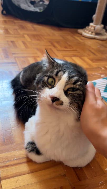 Enlarge Usagi, a ADOPTABLE Domestic Short Hair in Montreal, QC video 3/6