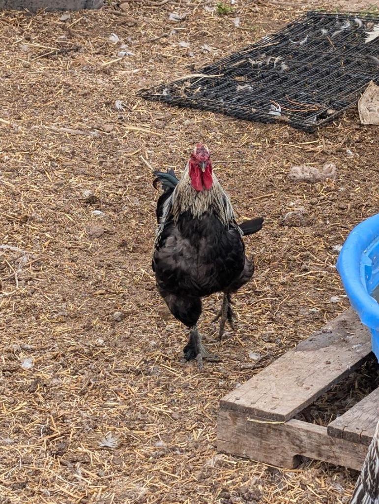Enlarge Shrimp, a Adoptable Chicken in Eagle Mountain, UT image 2/2