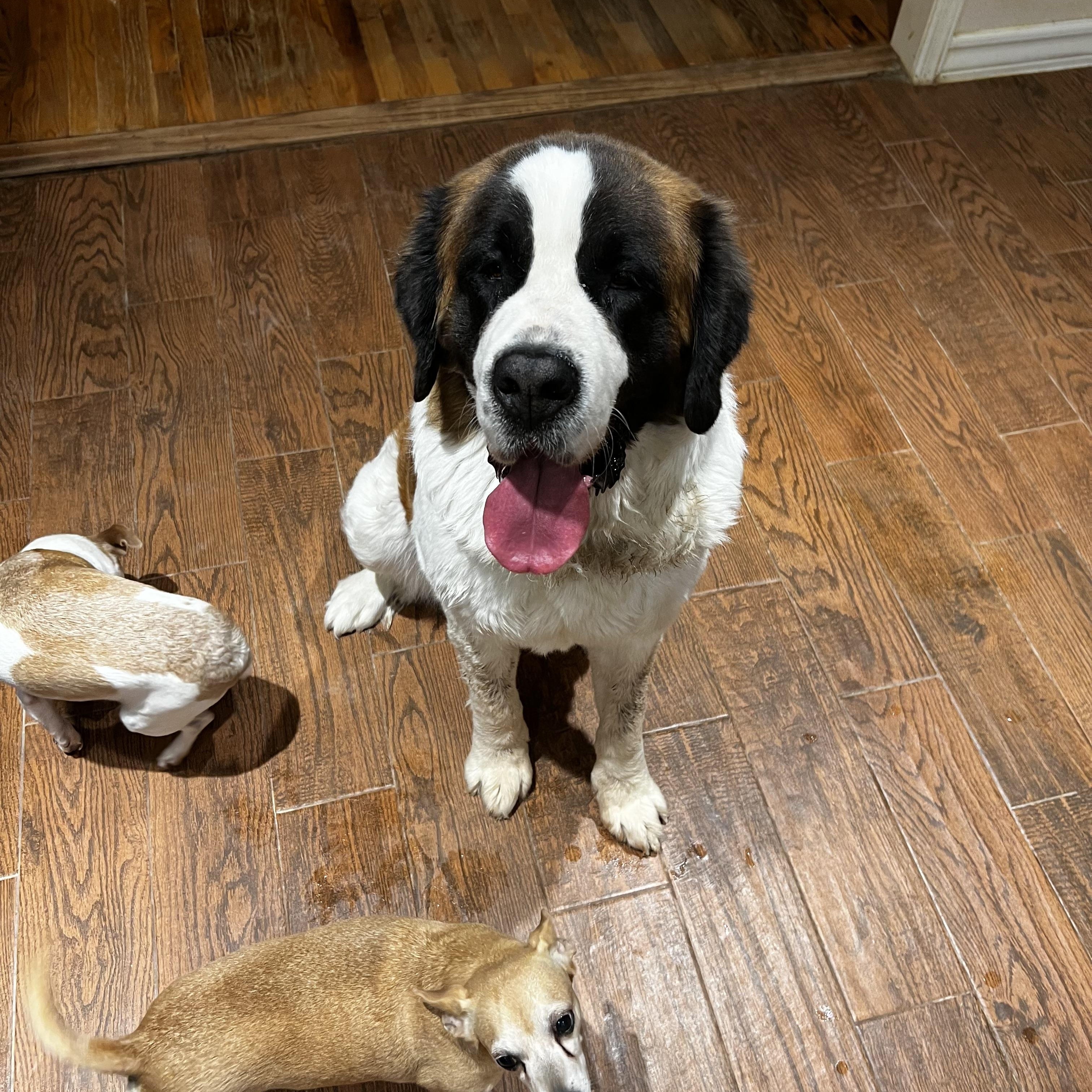 Enlarge Stella, an adopted Saint Bernard in Magnolia, TX image 1/1