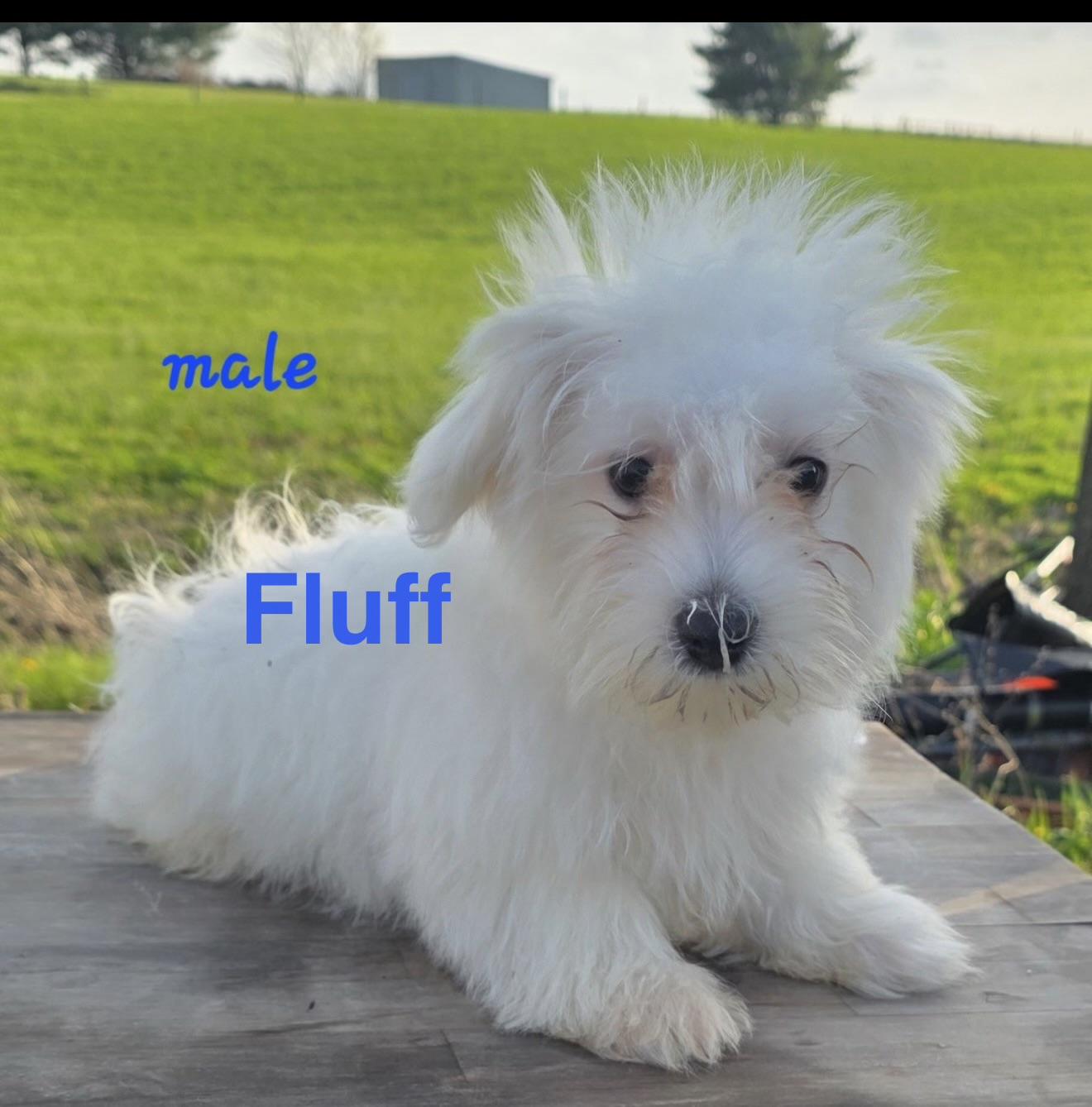 Fluff , ADOPTABLE, Puppy Male Maltese.