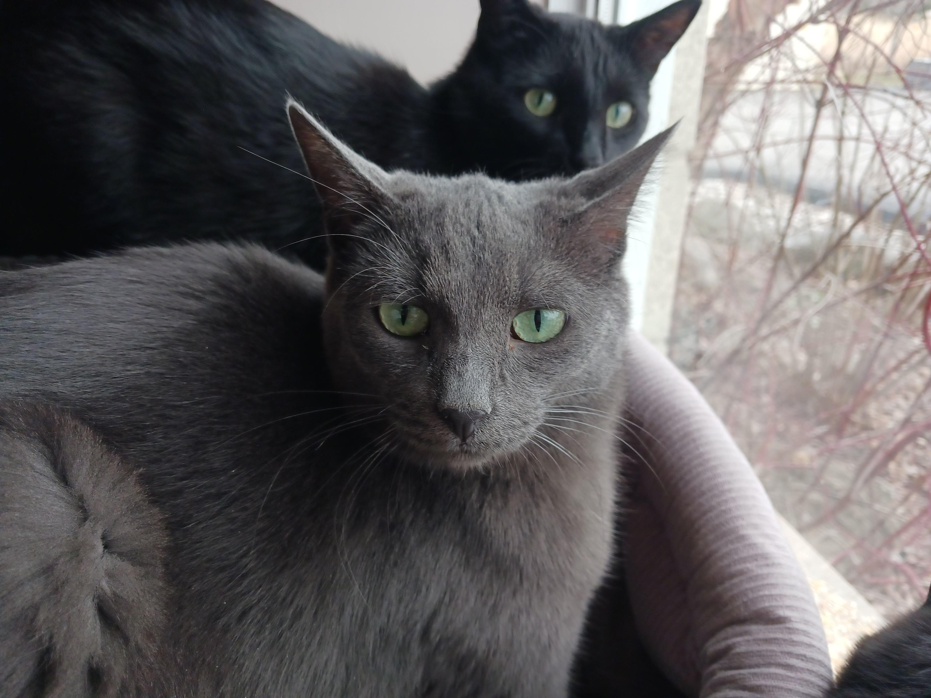Gallop, Galaxy and Goosie, Adoptable, Adult Female Domestic Short Hair.