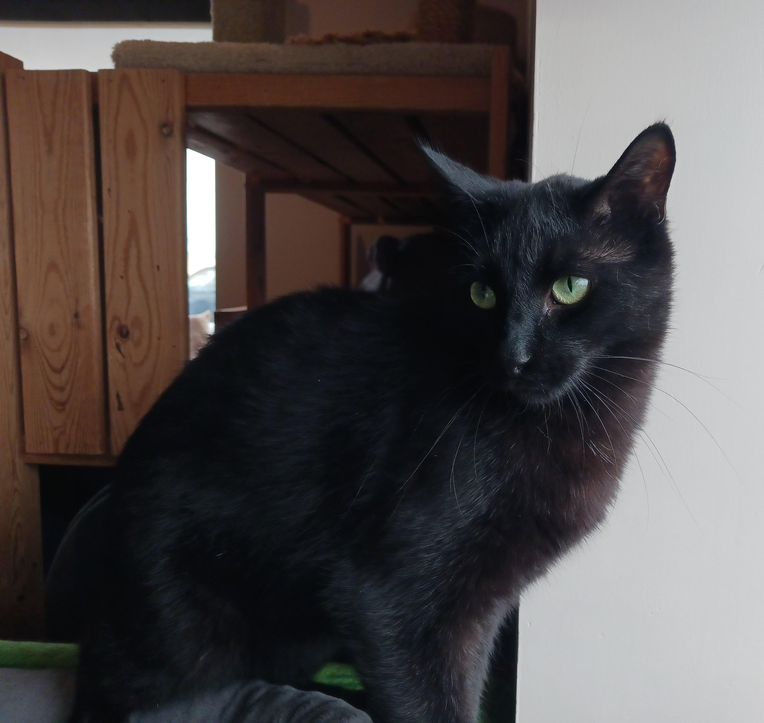Enlarge Gallop, Galaxy and Goosie, a Adoptable Domestic Short Hair in Waterdown, ON image 2/3
