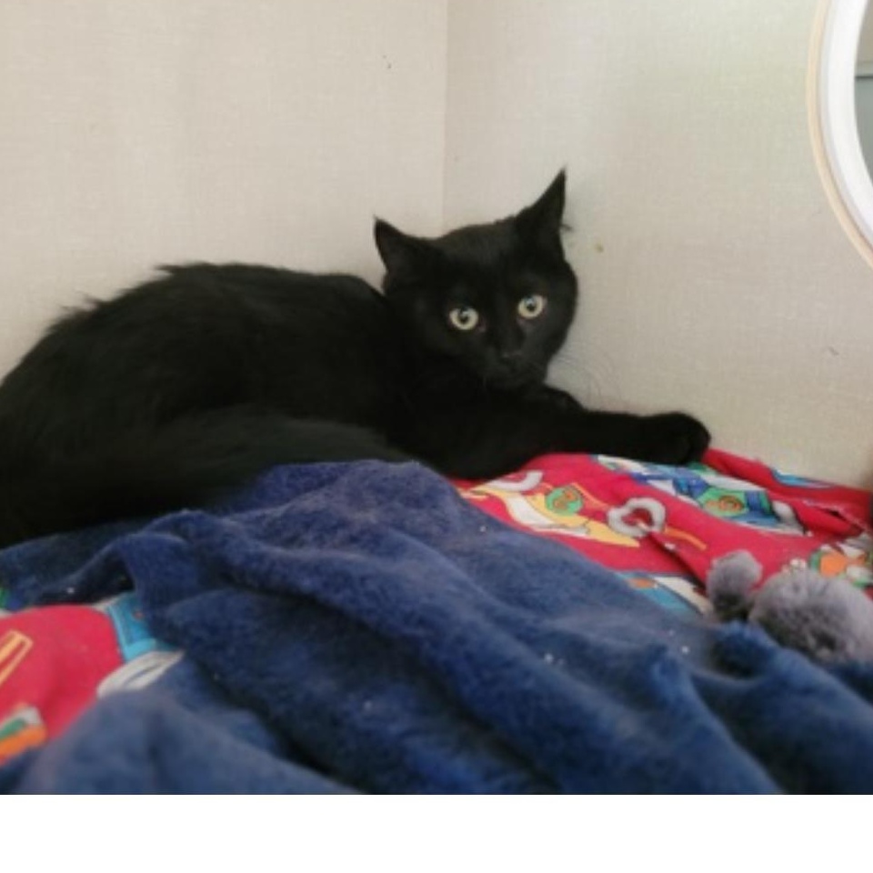 Gallop Galaxy and Goosie, a Adoptable Domestic Short Hair in Waterdown, ON image 1/3