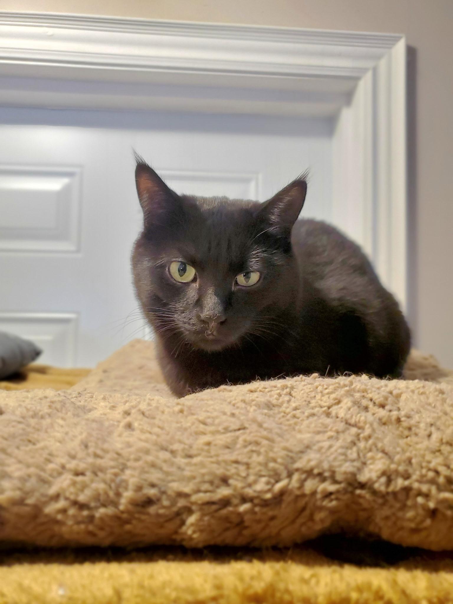 Enlarge Gallop, Galaxy and Goosie, a Adoptable Domestic Short Hair in Waterdown, ON image 3/3