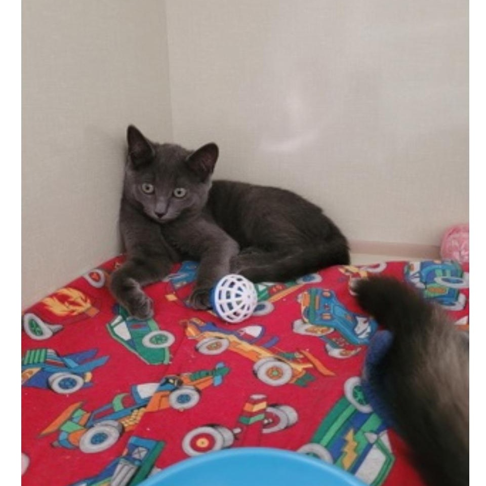 Gallop Galaxy and Goosie, a Adoptable Domestic Short Hair in Waterdown, ON image 3/3