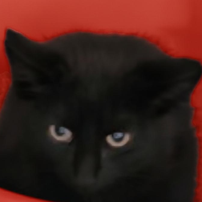 Gallop Galaxy and Goosie, a Adoptable Domestic Short Hair in Waterdown, ON image 2/3