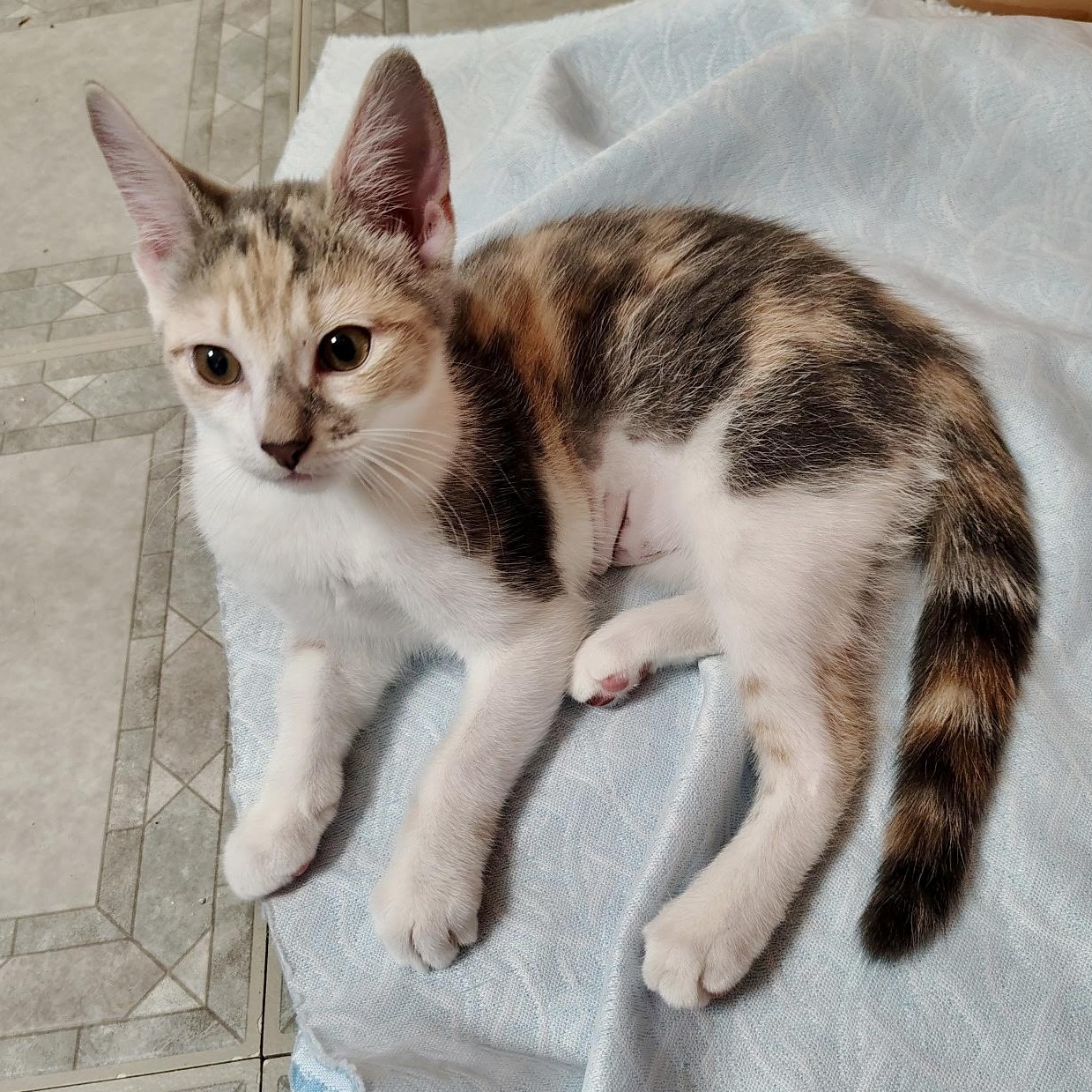 Enlarge Tosca, an adopted Domestic Short Hair in Richmond, VA image 3/3