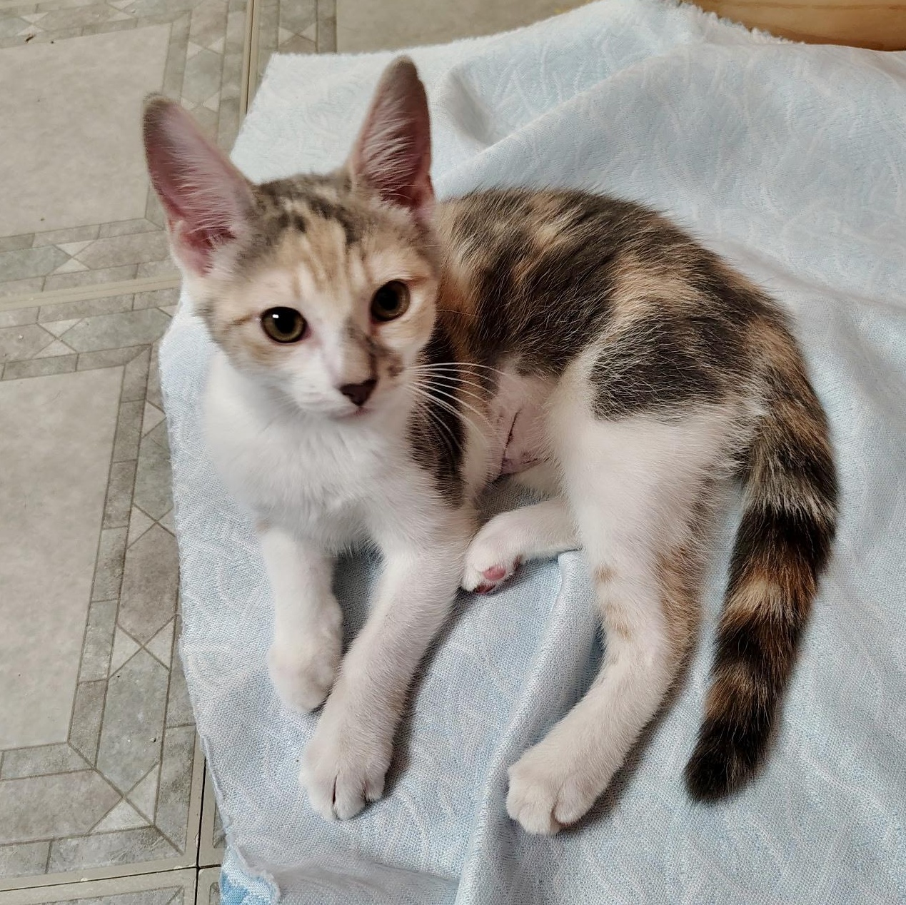 Tosca, adopted, Kitten Female Domestic Short Hair.