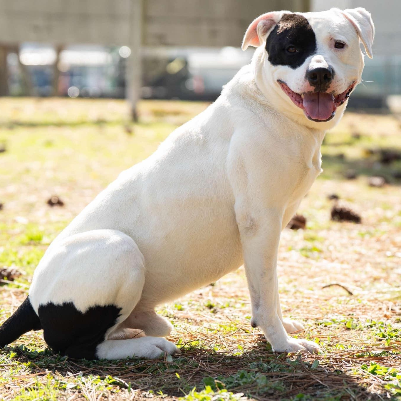 Loche, Adoptable, Adult Male Mixed Breed.