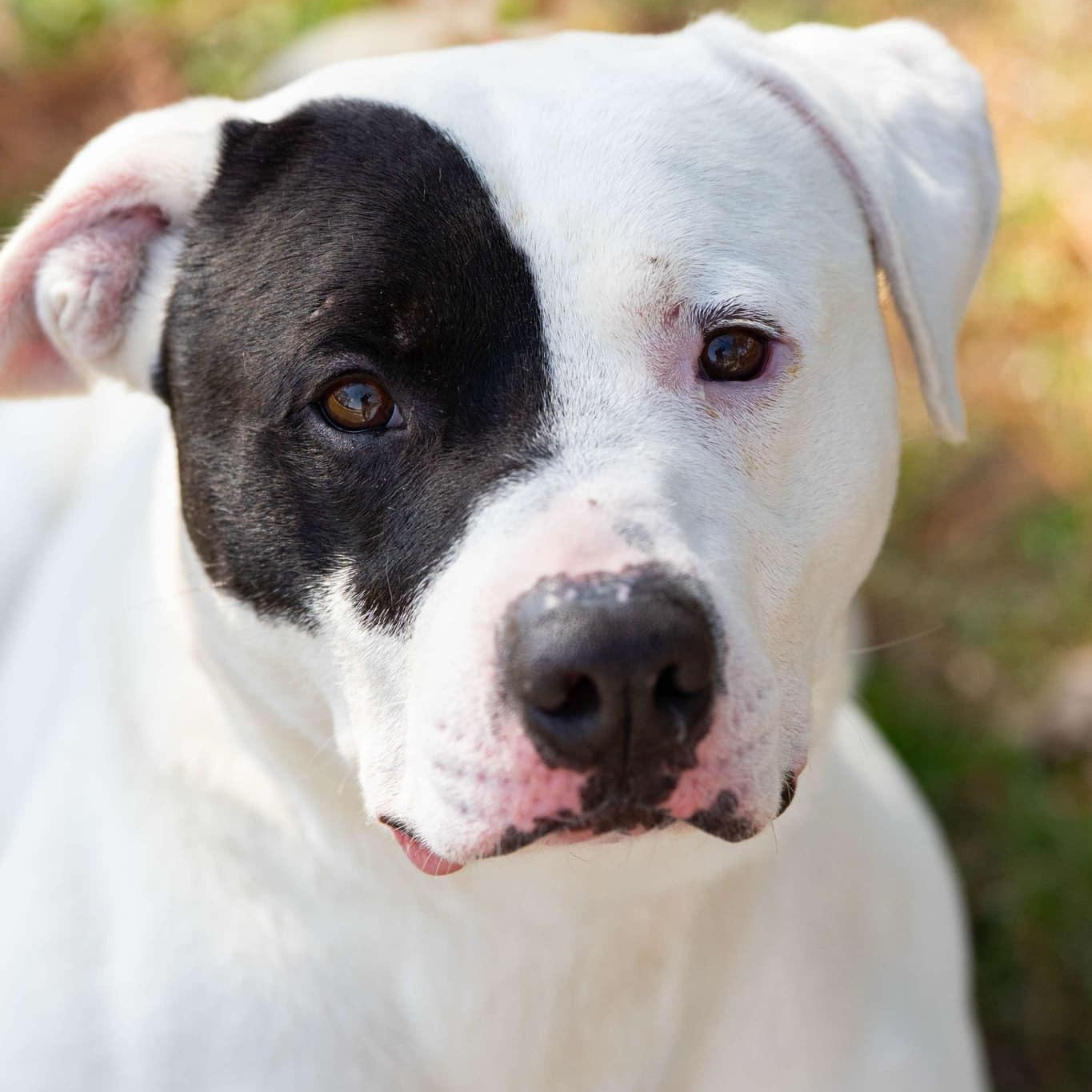 Loche, a Adoptable Mixed Breed in Myrtle Beach, SC image 3/3