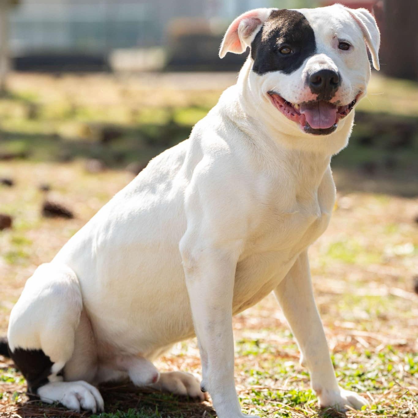 Loche, a Adoptable Mixed Breed in Myrtle Beach, SC image 2/3