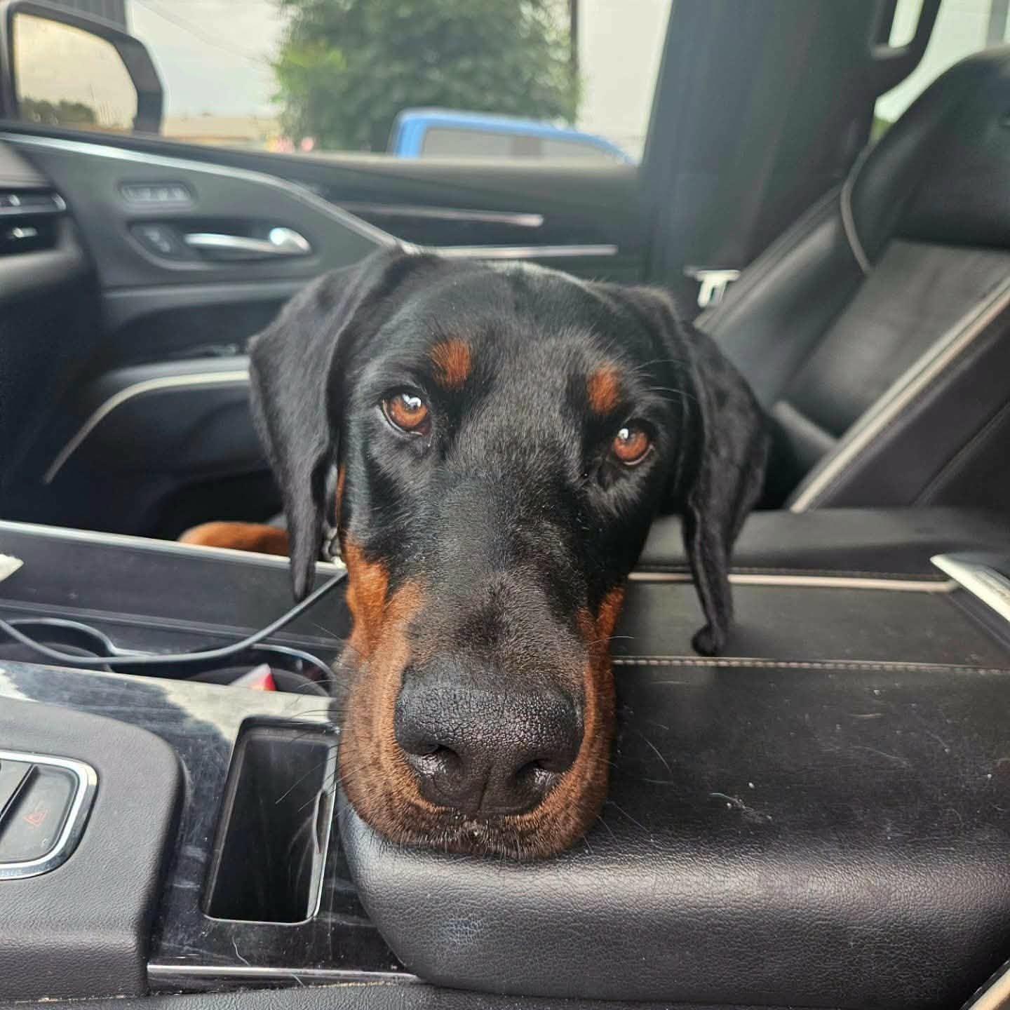 Enlarge Spencer, an adopted Doberman Pinscher in Benbrook, TX image 2/3