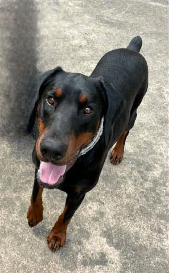 Enlarge Spencer, an adopted Doberman Pinscher in Benbrook, TX image 3/3