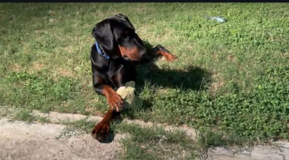Enlarge Spencer, an adopted Doberman Pinscher in Benbrook, TX image 1/3